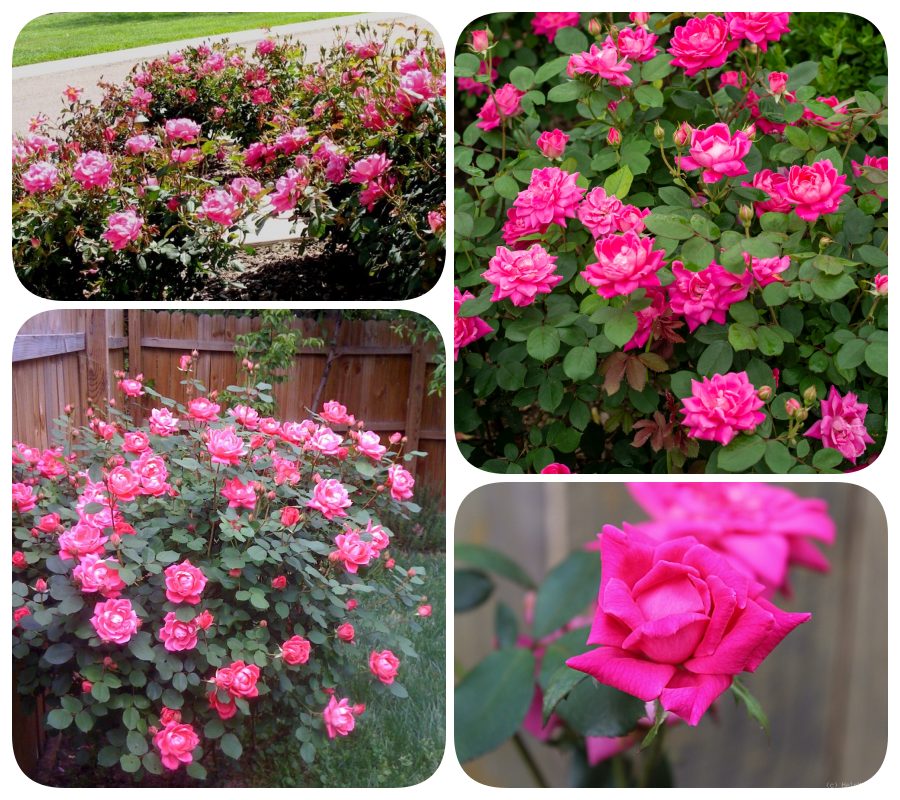 Double Pink Knock Out róże rabatowe